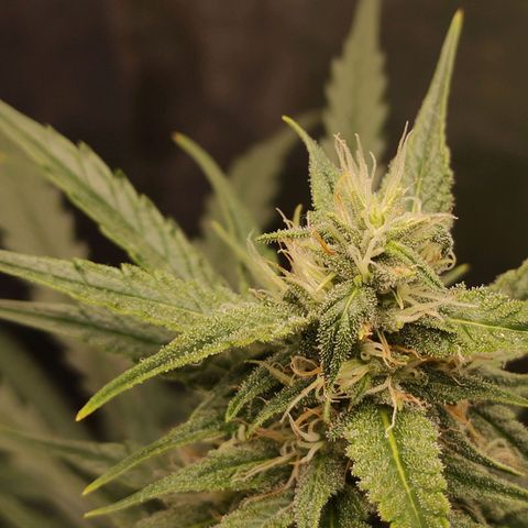 Zkittlez OG Auto growlog timeline photo