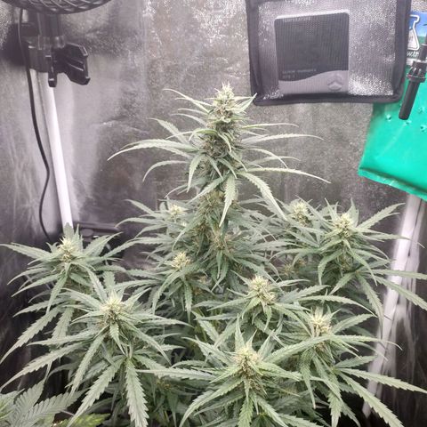 Zkittlez OG Auto growlog timeline photo