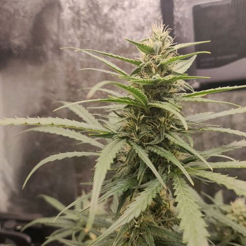 Zkittlez OG Auto growlog timeline photo