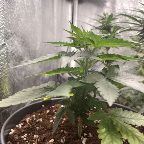Tangerine Sugar growlog timeline photo