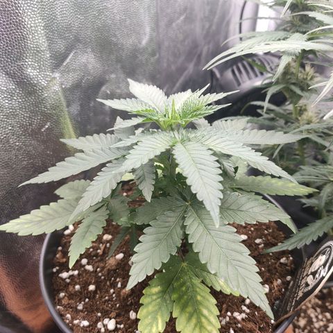 Tangerine Sugar growlog timeline photo