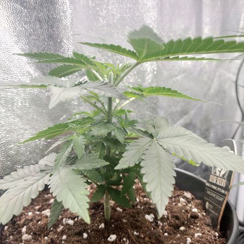 Tangerine Sugar growlog timeline photo