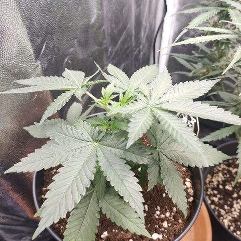 Tangerine Sugar growlog timeline photo