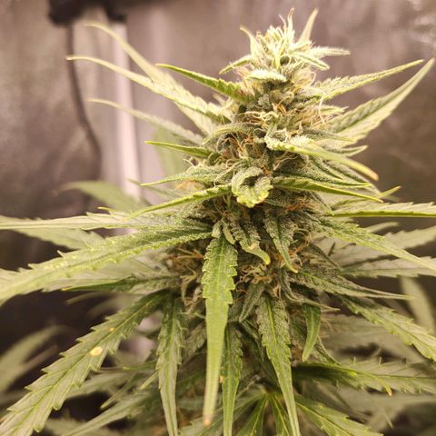 Zkittlez OG Auto growlog timeline photo