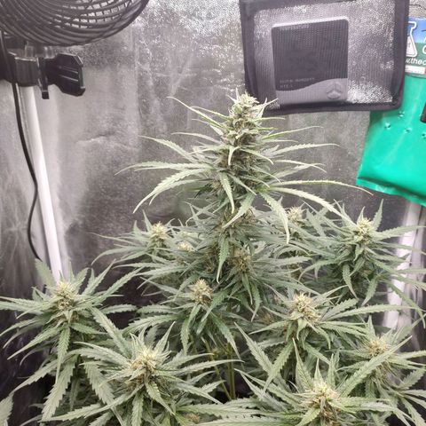 Zkittlez OG Auto growlog timeline photo