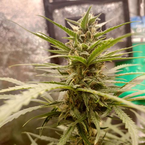 Zkittlez OG Auto growlog timeline photo