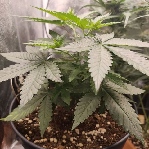 Tangerine Sugar growlog timeline photo