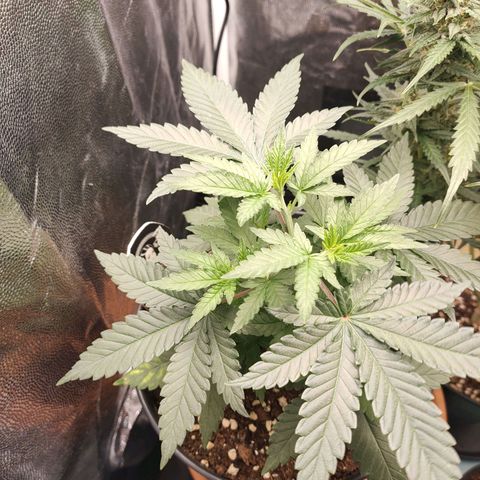 Tangerine Sugar growlog timeline photo