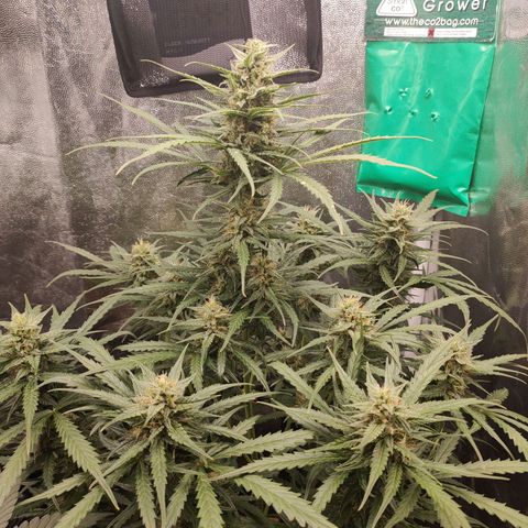 Zkittlez OG Auto growlog timeline photo