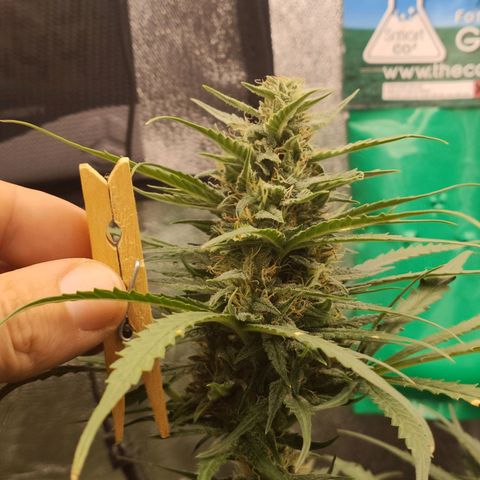 Zkittlez OG Auto growlog timeline photo