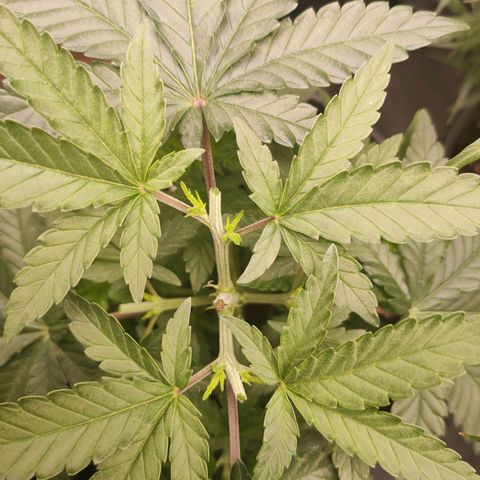 Tangerine Sugar growlog timeline photo