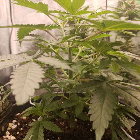 Tangerine Sugar growlog timeline photo