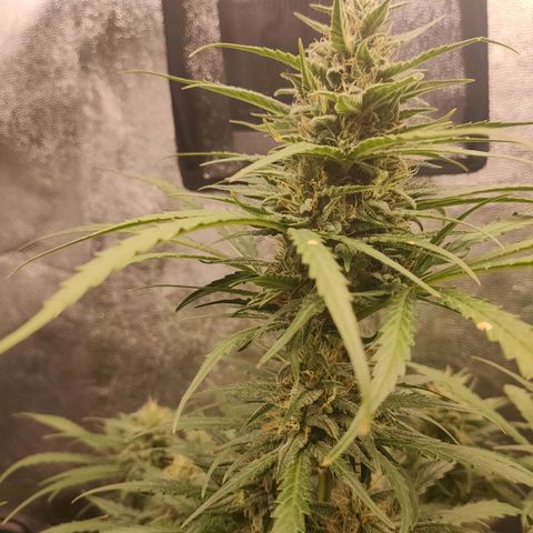 Zkittlez OG Auto growlog timeline photo