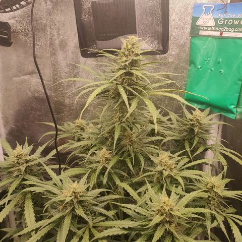 Zkittlez OG Auto growlog timeline photo