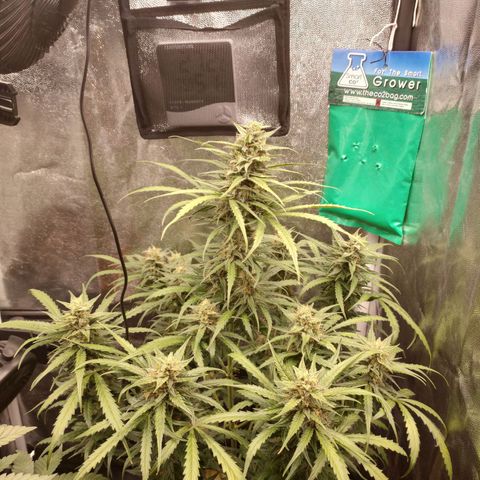Zkittlez OG Auto growlog photo: Leafs are starting to fade