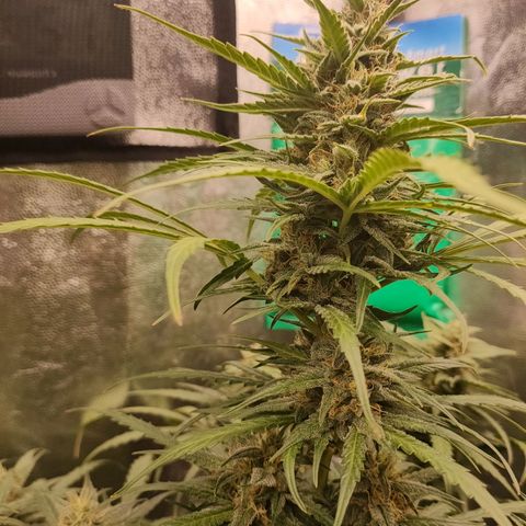 Zkittlez OG Auto growlog photo: Leafs are starting to fade