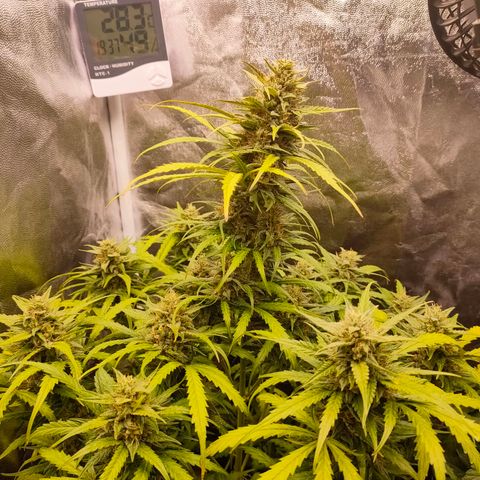 Zkittlez OG Auto growlog timeline photo