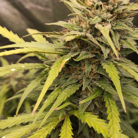 Zkittlez OG Auto growlog timeline photo