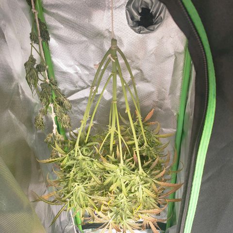 Zkittlez OG Auto growlog timeline photo