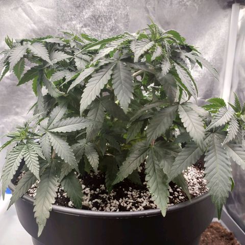 Tangerine Sugar growlog timeline photo