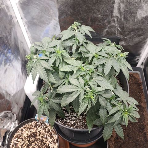 Tangerine Sugar growlog timeline photo