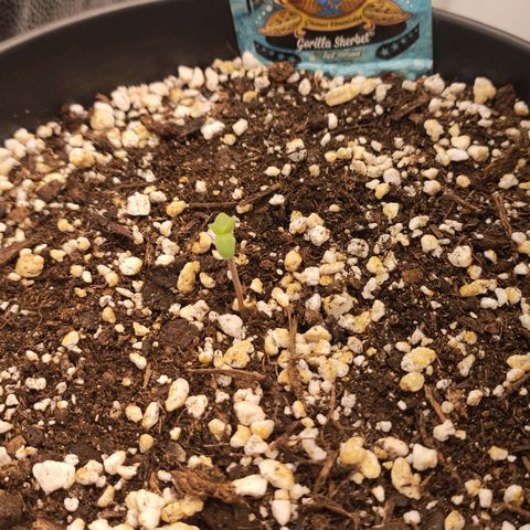 Gorilla Sherbet F1 Fast Version growlog timeline photo