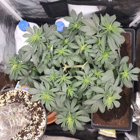Tangerine Sugar growlog timeline photo