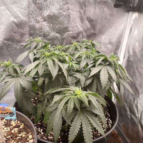 Tangerine Sugar growlog timeline photo