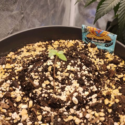 Gorilla Sherbet F1 Fast Version growlog timeline photo