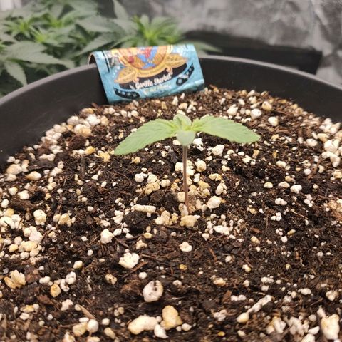 Gorilla Sherbet F1 Fast Version growlog timeline photo