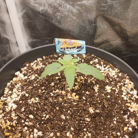 Gorilla Sherbet F1 Fast Version growlog timeline photo