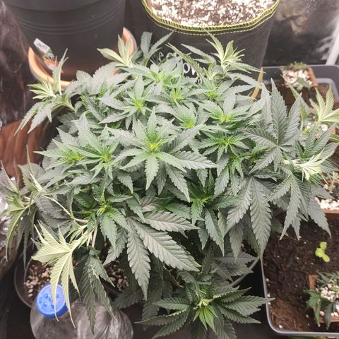Tangerine Sugar growlog timeline photo