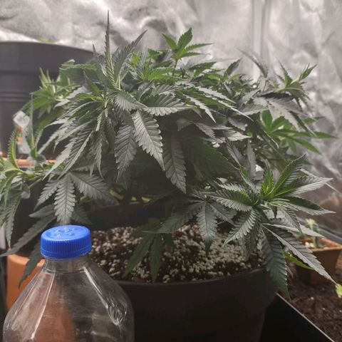 Tangerine Sugar growlog timeline photo