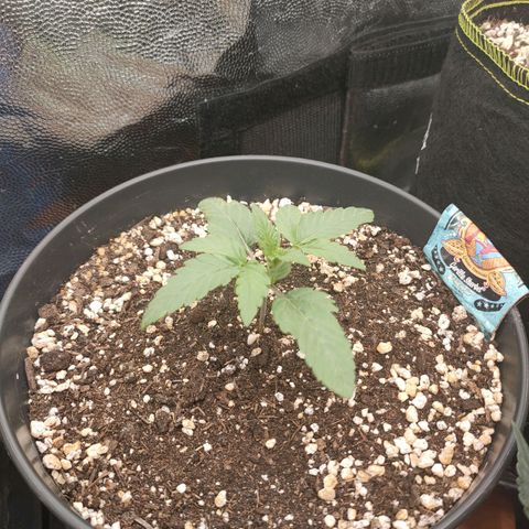 Gorilla Sherbet F1 Fast Version growlog timeline photo