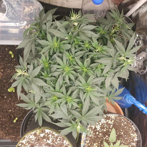 Tangerine Sugar growlog timeline photo