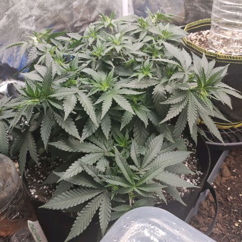 Tangerine Sugar growlog timeline photo