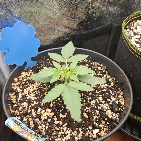 Gorilla Sherbet F1 Fast Version growlog timeline photo