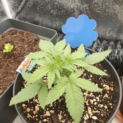 Gorilla Sherbet F1 Fast Version growlog timeline photo