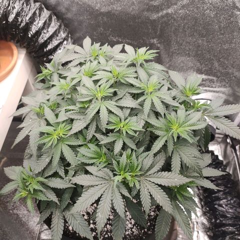 Tangerine Sugar growlog timeline photo