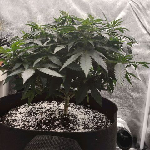 Tangerine Sugar growlog timeline photo