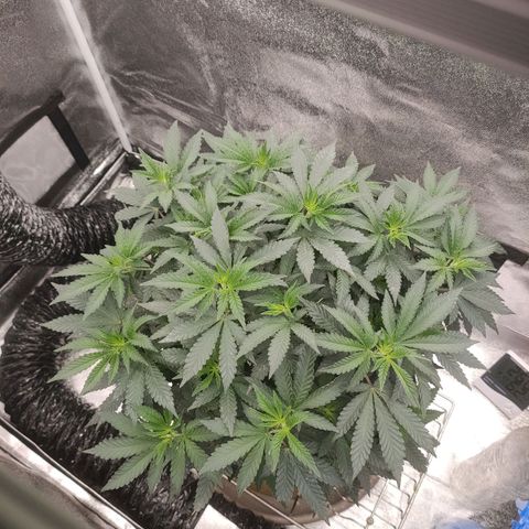 Tangerine Sugar growlog timeline photo