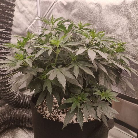 Tangerine Sugar growlog timeline photo