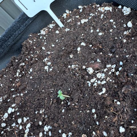 Northern Lights Automatic growlog timeline photo