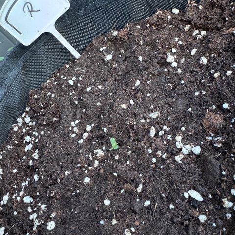 Runtz Auto growlog timeline photo