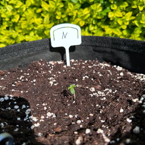 Northern Lights Automatic growlog timeline photo