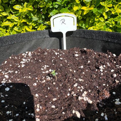 Runtz Auto growlog timeline photo