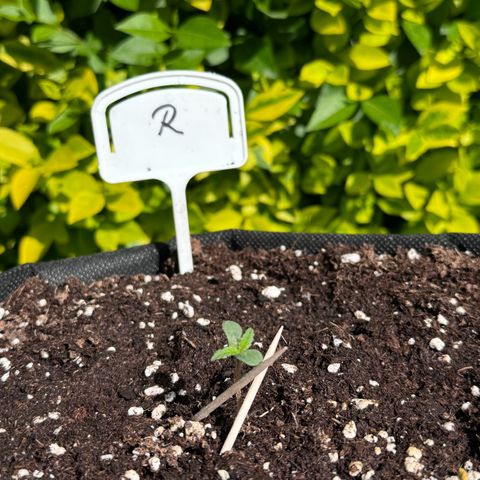 Runtz Auto growlog timeline photo