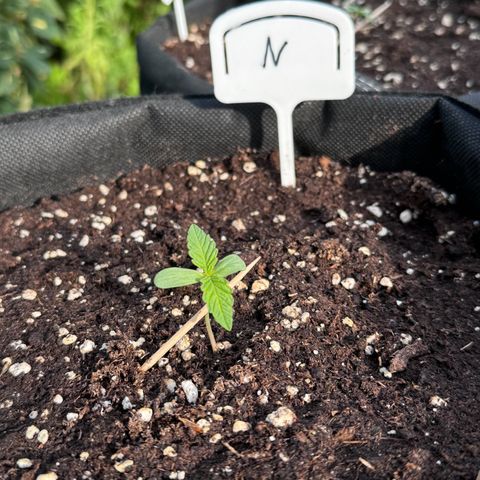 Northern Lights Automatic growlog timeline photo
