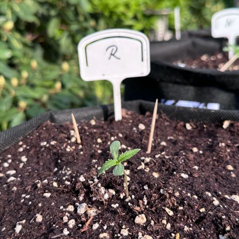 Runtz Auto growlog timeline photo