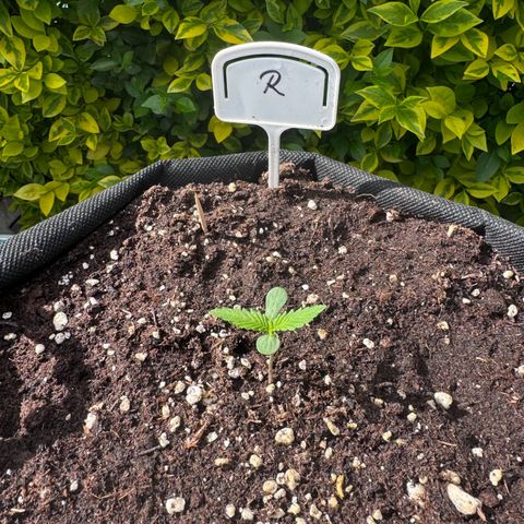 Runtz Auto growlog timeline photo